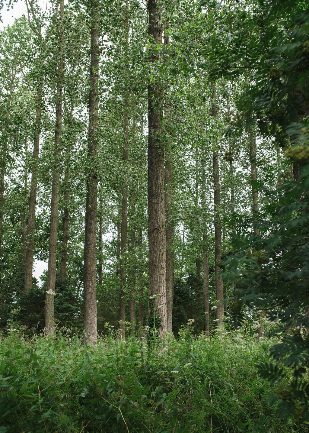 Tall trees and woodland