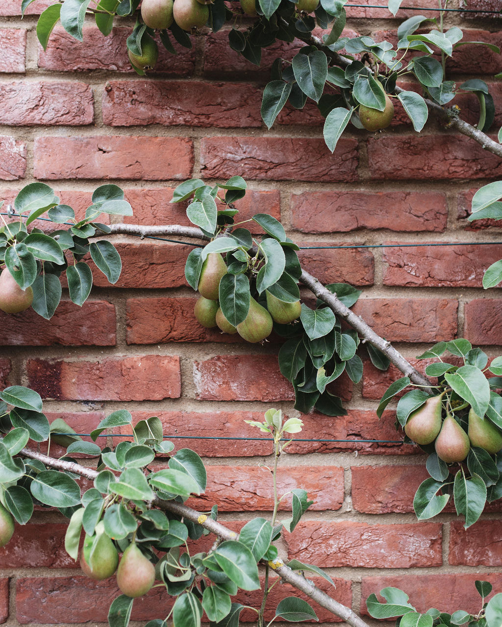 Garden wall with organic pear tree